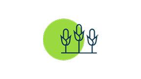 Icon of Ter histórico de 1 safra de milho nas últimas 4 safras - Dados não precisam ser do Fieldview
