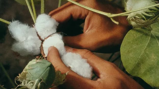 Promo Tools of Cultura do algodão: Na América Latina, a civilização Inca foi uma das pioneiras no Peru.